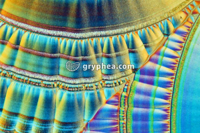 Vitamine C LPA x25 - gryphea.org